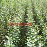 2公分嫁接蘋果苗多少錢一棵，哪里2公分蘋果樹