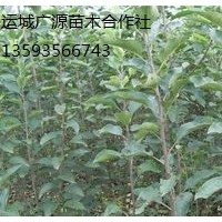 蘋果苗出售、蘋果苗、蘋果苗價格