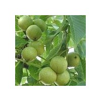 核桃苗多少錢一株？核桃苗價格