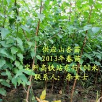 2013年山杏春苗2.0米高八萬株