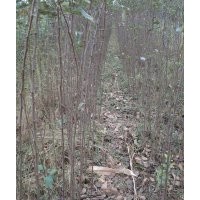 蘋果苗，核桃苗，山楂苗，桃樹苗