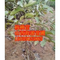 山西優(yōu)質(zhì)核桃苗品種核桃苗核桃苗價(jià)格薄皮核桃苗