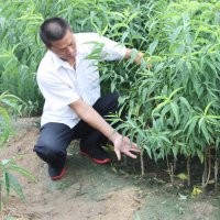 大量供應(yīng)實(shí)生桃樹苗，嫁接桃樹苗