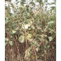 供應(yīng)梨樹苗山西梨樹苗梨樹苗價格