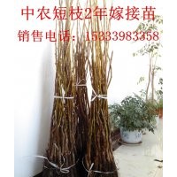 大量出售嫁接核桃苗，3年生白皮松，桂花苗