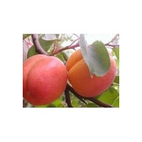 杏樹出售、1-15公分杏樹出售、價格優(yōu)惠