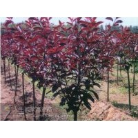 桃樹苗.蘋果苗.梨樹苗.核桃苗.五角楓