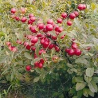 供應(yīng)鈣果苗價格 鈣果苗基地 鈣果苗圖片