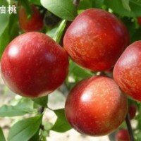 供應(yīng)果樹苗，桃樹苗，梨樹苗，蘋果苗，山楂苗