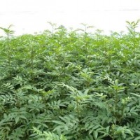 花椒苗_花椒苗價格_花椒苗廠家—花椒苗哪里找