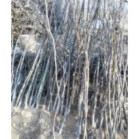 長(zhǎng)期供應(yīng)核桃苗，成年樹(shù)，薄皮核桃，核桃種