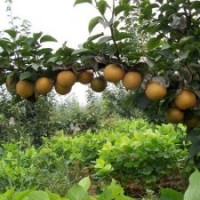 金秋香梨金秋香梨基地金秋香梨價(jià)格