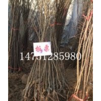 粒粒紅板栗苗板栗燒雞肉非常的鮮美板栗苗當(dāng)年種植當(dāng)年結(jié)果