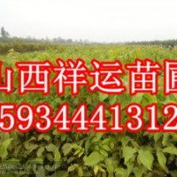 【山西祥運(yùn)苗圃】核桃苗 國槐苗 蘋果苗 山楂苗 桃樹苗