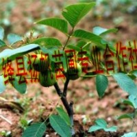 供應(yīng)優(yōu)質(zhì)核桃苗，薄皮核桃苗，核桃苗價格