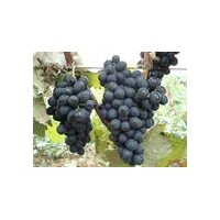 陽光玫瑰葡萄苗，黑巴拉多葡萄苗，夏黑葡萄苗