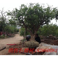 供應棗莊石榴樹