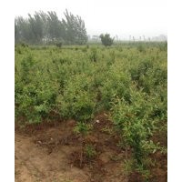 供應品種石榴苗