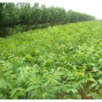 核桃苗 優(yōu)質(zhì)核桃苗哪里有？