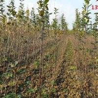 優(yōu)質(zhì)蘋果苗供應(yīng) 蘋果苗價(jià)格 優(yōu)購(gòu)首選