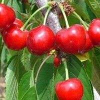 桃樹苗品種，桃樹苗價(jià)格如何？櫻桃樹苗基地