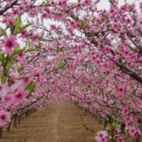 桃花樹苗 嫁接苗 桃樹苗批發(fā) 辟邪樹 當(dāng)年開花