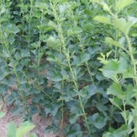 果樹苗木山楂苗，大棉球山楂苗，大五棱山楂苗，大金星山楂苗