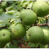 地徑3-8公分核桃樹苗 占地核桃樹苗 蘋果樹 杏樹