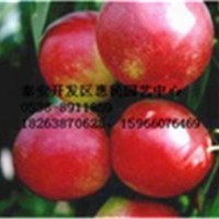 山東桃樹原生苗批發(fā)價格