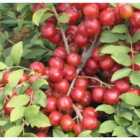 大量低價鈣果苗出售、中華鈣果苗大量低價供應