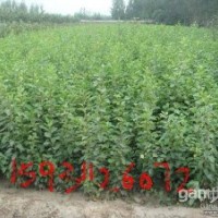供應(yīng)梨樹苗等
