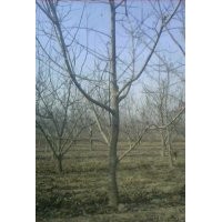 供應(yīng)核桃苗，核桃樹(shù)，3公分以上的核桃樹(shù)