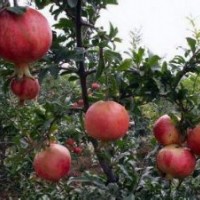 河南省軟籽石榴基地|供應(yīng)軟籽石榴樹苗