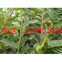 板栗怎樣劈接，板栗苗培育，板栗苗種植