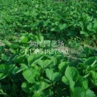 大量供應草莓苗，
