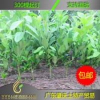 廣東 嫁接 【佛手苗】 免郵費(fèi) 送《佛手種植技術(shù)教程》