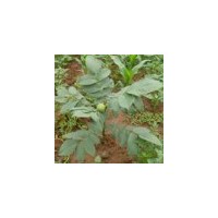 出售山西山核桃苗 麻核桃苗 柿子苗 秦冠苗