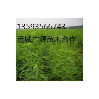 山西果樹(shù)苗木基地【桃樹(shù)杏樹(shù)蘋(píng)果樹(shù)實(shí)生苗】出售及價(jià)格優(yōu)惠