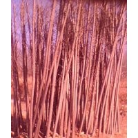 出售核桃苗，山楂苗，蘋果苗，油松，白皮松，側(cè)柏，國槐等。