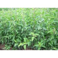 大量供應(yīng)西府海棠 海棠種子