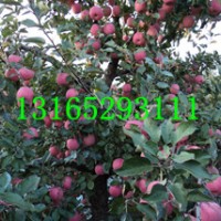 蘋果苗、桃樹苗、板栗苗、流蘇苗