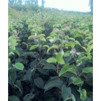 出售桃樹(shù)，梨樹(shù)蘋(píng)果樹(shù)山楂樹(shù)，板栗樹(shù)等