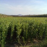 遼寧蘋(píng)果苗