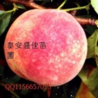 山東桃樹苗，山東桃樹苗價(jià)格，山東桃樹苗基地