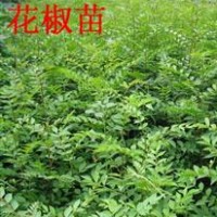 供應(yīng)山西花椒苗 花椒苗新品種 花椒苗種植基地