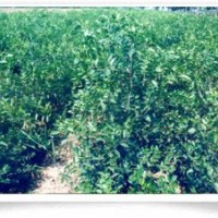 供應(yīng)棗樹苗 棗樹苗新品種 棗樹苗價(jià)格 棗樹苗種植基