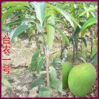 供應芒果苗 臺農一號 四季蜜芒 金煌芒 澳芒 貴妃 凱特芒果苗等等