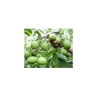 供應優(yōu)質核桃苗