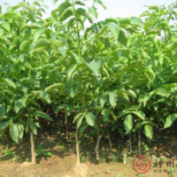 供應(yīng)今年核桃苗，核桃樹各種規(guī)格