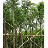 綠化苗木海南葡桃-基地綠化苗木海南葡桃